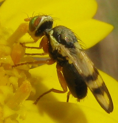 graziosa Tephritidae.. (??)